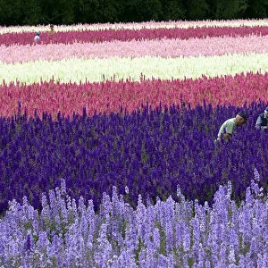 A field of delphiniums at Wick Manor, Worcestershire