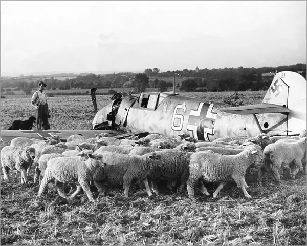 Shot down German plane in a field