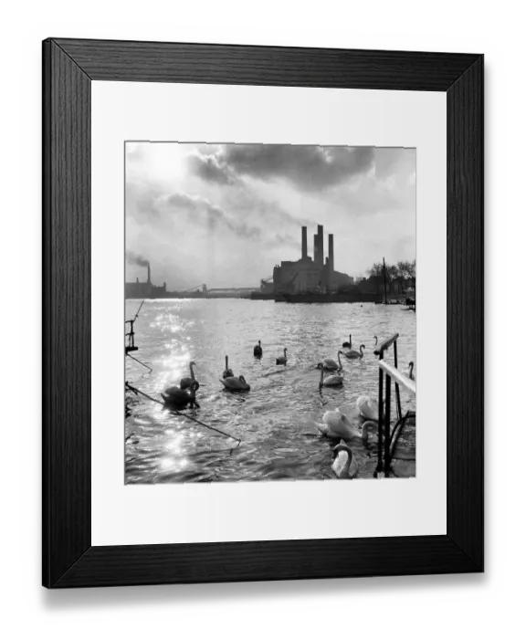 Framed Print : Swans swim on the River Thames, Chelsea flour Mill is pictured i Framed Print : Swans swim on the River Thames, Chelsea flour Mill is pictured i