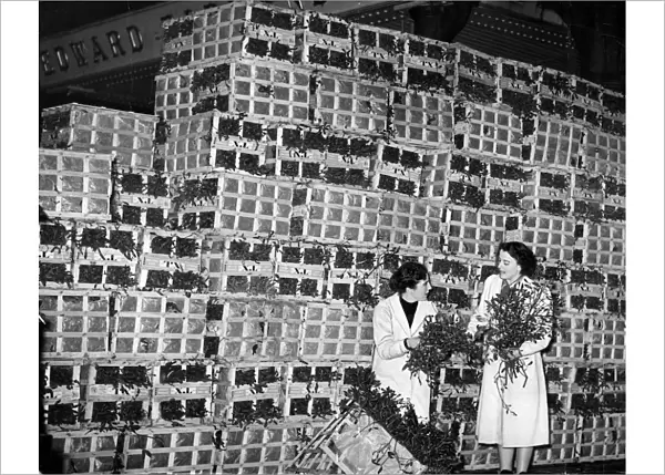 Boxes of mistletoe 1952