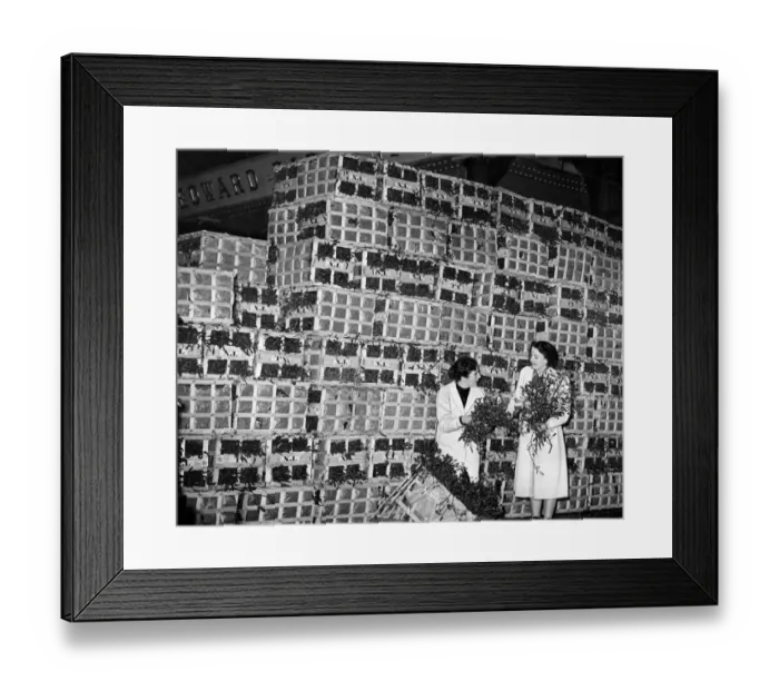 Framed Print : Boxes of mistletoe 1952 Framed Print : Boxes of mistletoe 1952