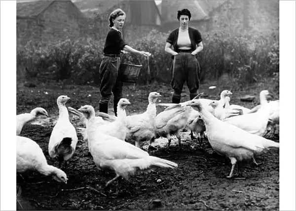 Turkey farm 1948