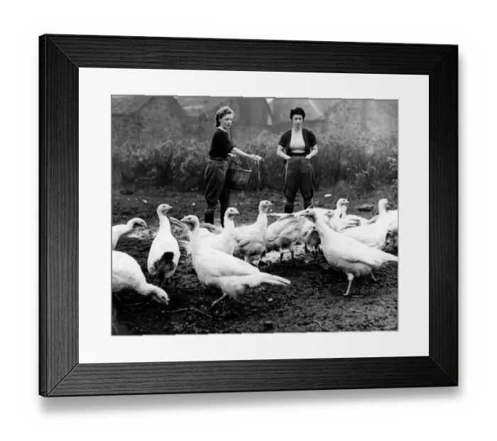 Framed Print : Turkey farm 1948 Framed Print : Turkey farm 1948