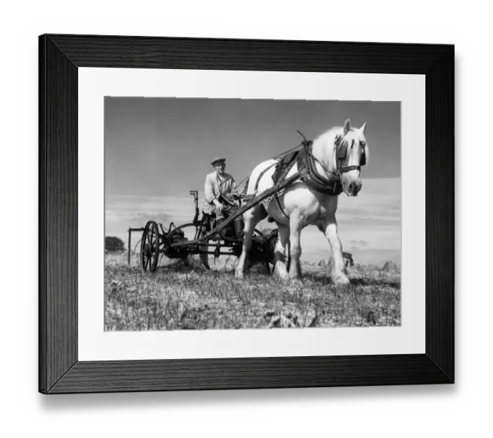 Framed Print : Hay harvest, Eccleshall Framed Print : Hay harvest, Eccleshall