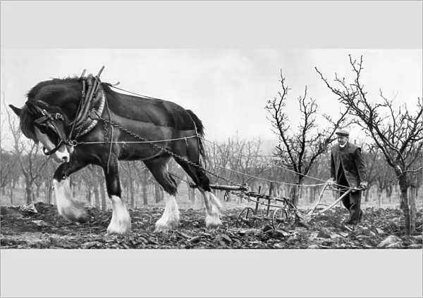 Ploughing at Betsham Farm near Gravesend