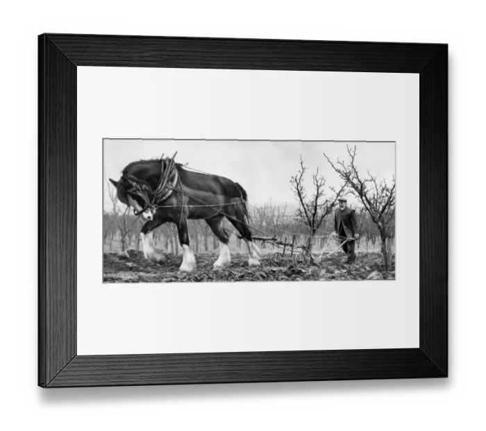 Framed Print : Ploughing at Betsham Farm near Gravesend Framed Print : Ploughing at Betsham Farm near Gravesend