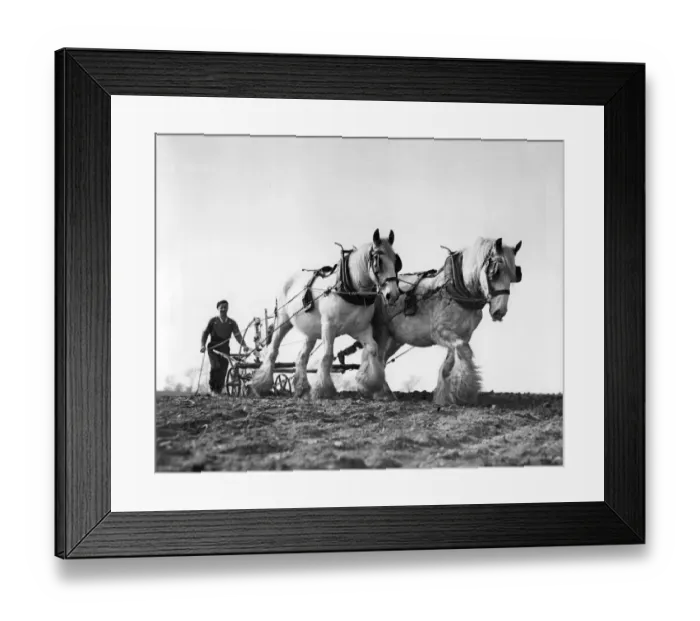 Framed Print : Ploughing scene in Cheshire Framed Print : Ploughing scene in Cheshire
