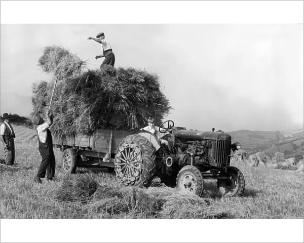 Harvest time in 1953