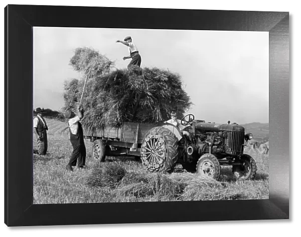 Harvest time in 1953