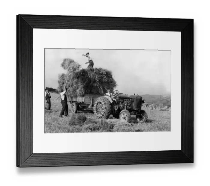 Framed Print : Harvest time in 1953 Framed Print : Harvest time in 1953