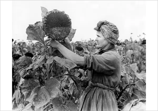 Harvesting Sunflowers at Westons farm near Petersfield.