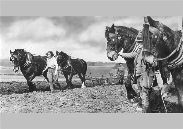 Horse-drawn ploughing at Crouch Farm, Swanley in Kent, 1938 R
