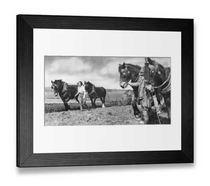 Framed Print : Horse-drawn ploughing at Crouch Farm, Swanley in Kent, 1938 R Framed Print : Horse-drawn ploughing at Crouch Farm, Swanley in Kent, 1938 R