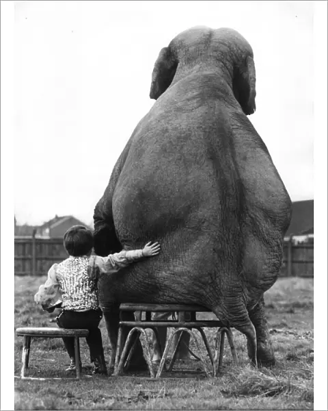 Best of friends - little boy with elephant
