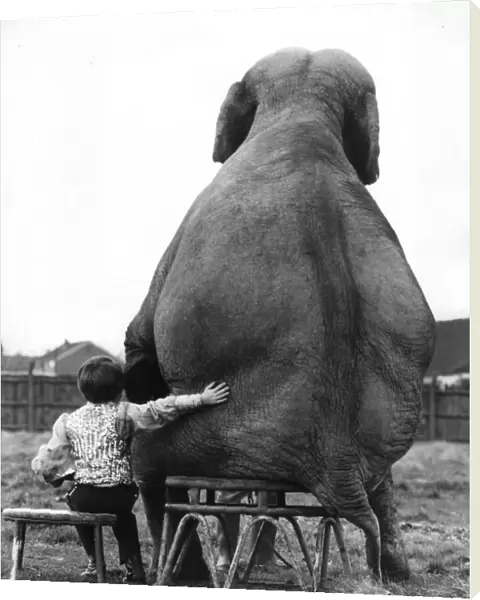 Best of friends - little boy with elephant