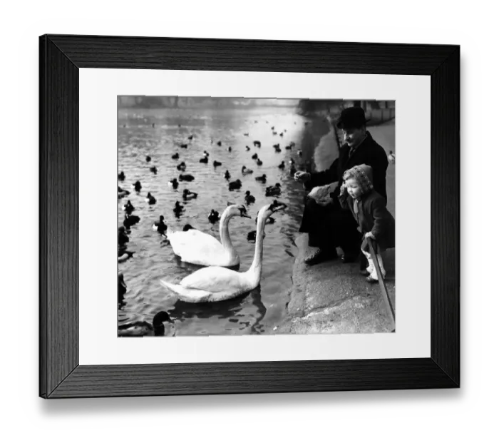 Framed Print : Feeding the swans Framed Print : Feeding the swans