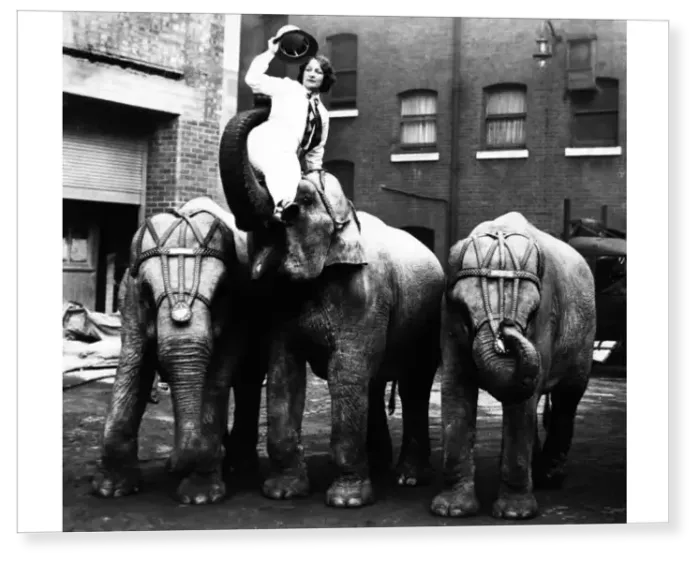 Print : Circus Elephants Print : Circus Elephants