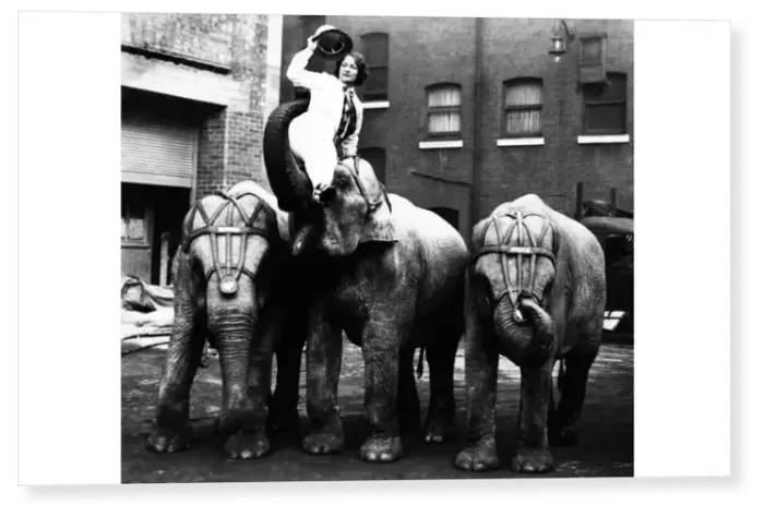Print : Circus Elephants Print : Circus Elephants