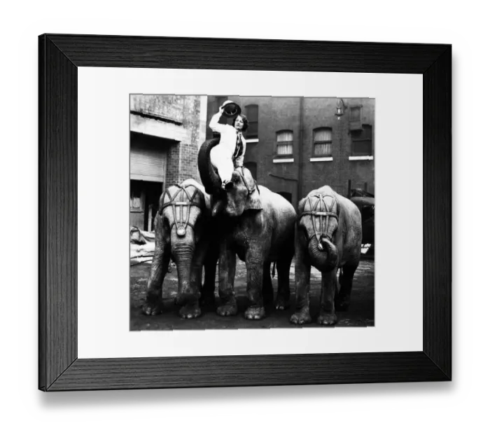 Framed Print : Circus Elephants Framed Print : Circus Elephants