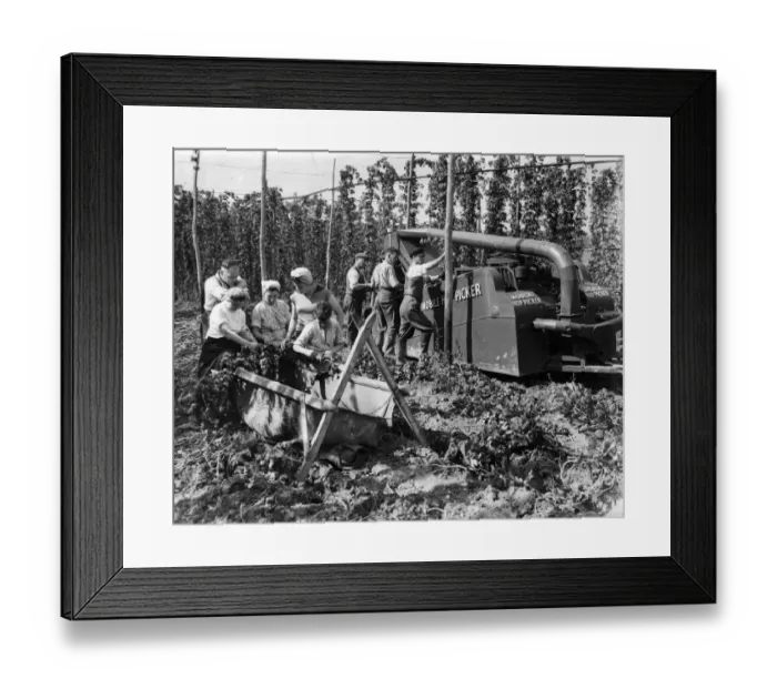 Framed Print : Mechanical hop picker 1951 Framed Print : Mechanical hop picker 1951