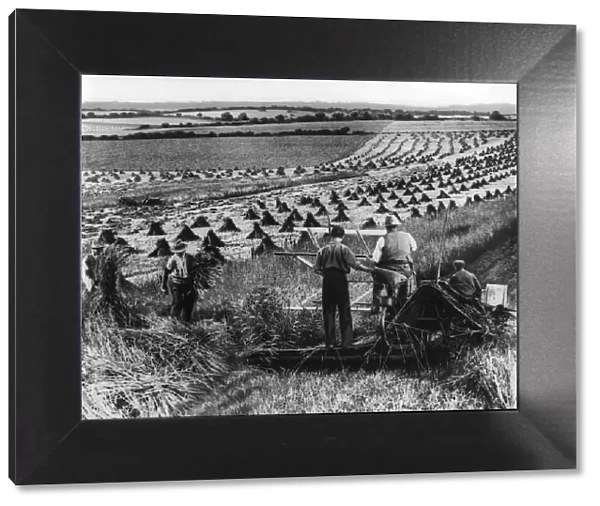 Harvesting 1932
