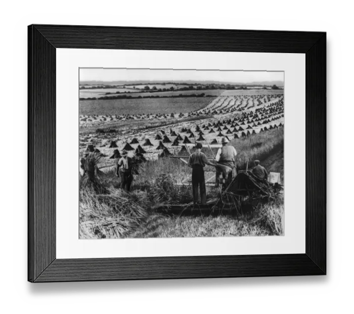 Framed Print : Harvesting 1932
