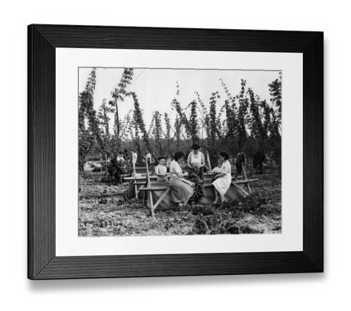 Framed Print : Hop Pickers in Brenchley, Kent Framed Print : Hop Pickers in Brenchley, Kent