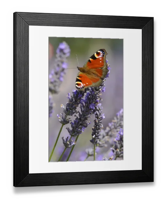 Framed Print : Butterfly on Lavender