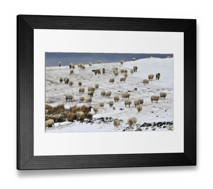 Framed Print : Sheep in snow