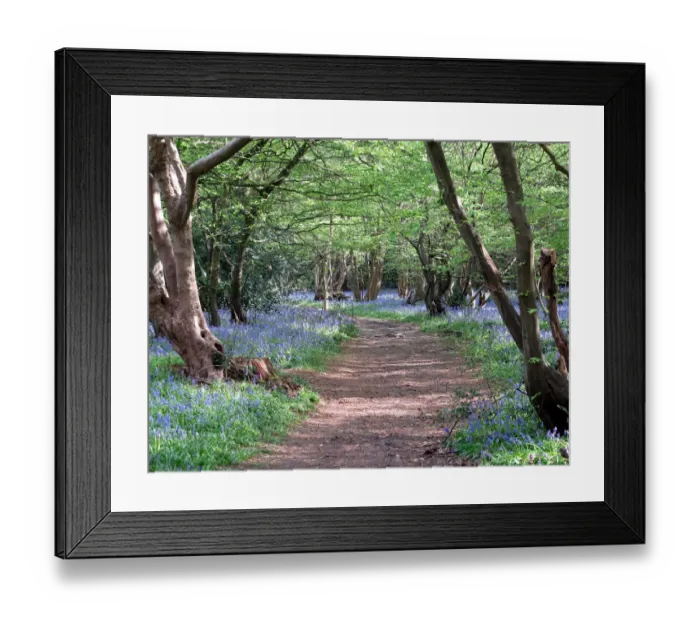 Framed Print : Bluebell wood Framed Print : Bluebell wood