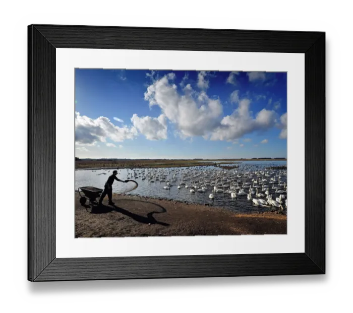 Framed Print : Feeding time for whooper swans on the mere at Martin Mere wetland centre