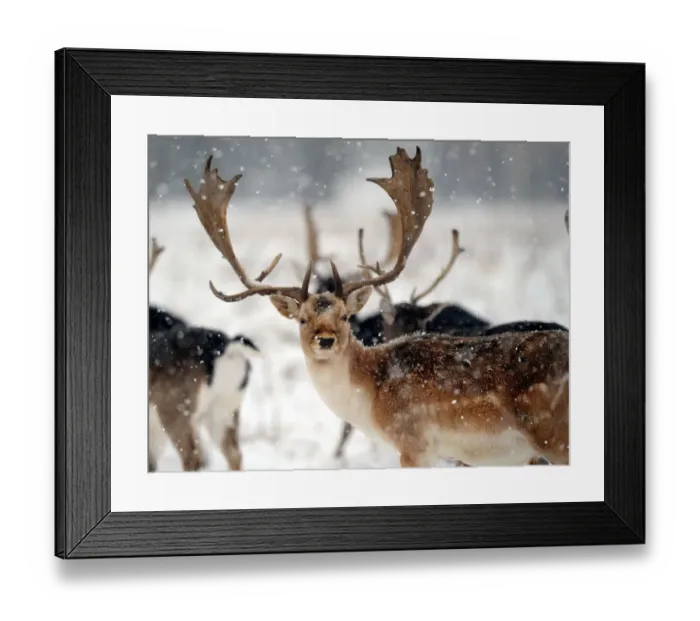 Framed Print : Stags in Petworth Park West Sussex