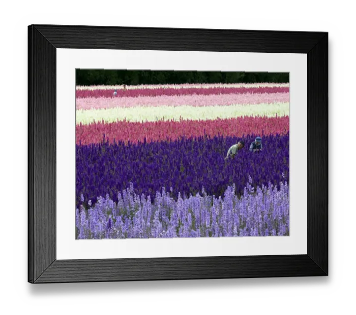 Framed Print : A field of delphiniums at Wick Manor, Worcestershire
