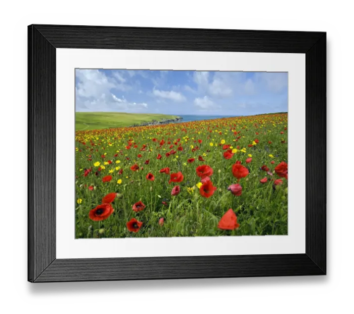 Framed Print : Wild Flower Meadow Framed Print : Wild Flower Meadow