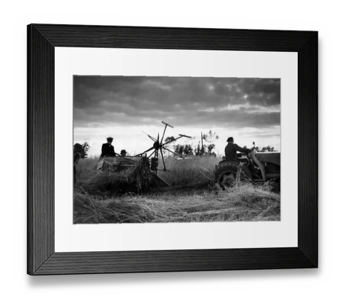 Framed Print : Winnowing the oat at Yalding in Kent 1954 Framed Print : Winnowing the oat at Yalding in Kent 1954