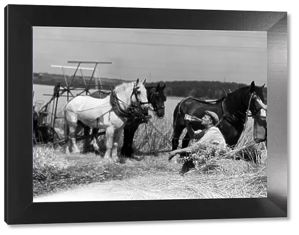 A pause for a drink on a Kent farm during August harvesting 1955
