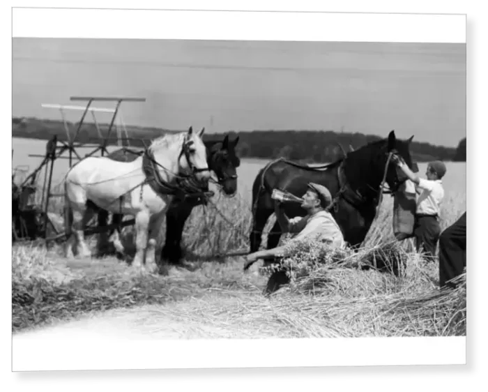 Print : A pause for a drink on a Kent farm during August harvesting 1955 Print : A pause for a drink on a Kent farm during August harvesting 1955