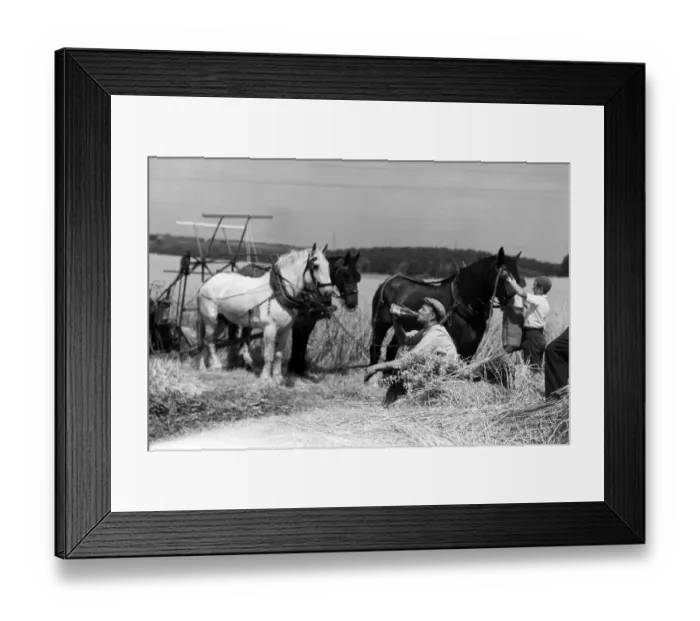 Framed Print : A pause for a drink on a Kent farm during August harvesting 1955