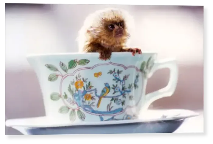 Print : Tea Time. Bumble Bee, the worlds smallest monkey, a two week old spider monkey Print : Tea Time. Bumble Bee, the worlds smallest monkey, a two week old spider monkey