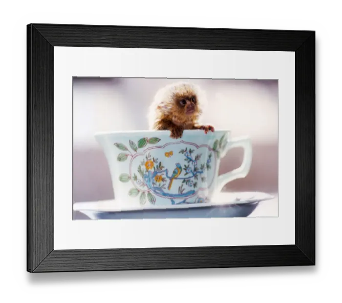 Framed Print : Tea Time. Bumble Bee, the worlds smallest monkey, a two week old spider monkey Framed Print : Tea Time. Bumble Bee, the worlds smallest monkey, a two week old spider monkey