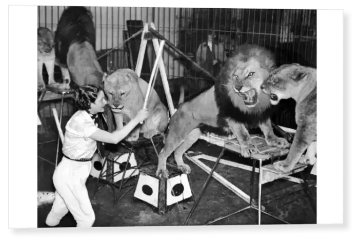 Print : Lion Tamer Print : Lion Tamer