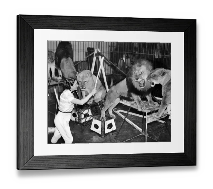 Framed Print : Lion Tamer Framed Print : Lion Tamer