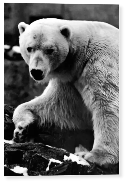 Print : Sam the Polar Bear Print : Sam the Polar Bear