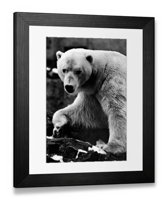 Framed Print : Sam the Polar Bear