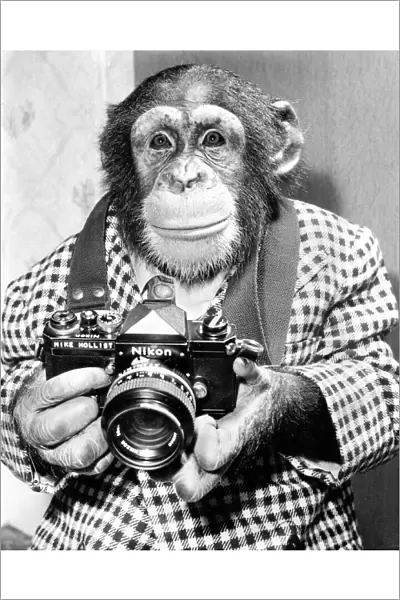 A chimp takes a photo