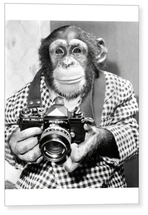 Print : A chimp takes a photo Print : A chimp takes a photo