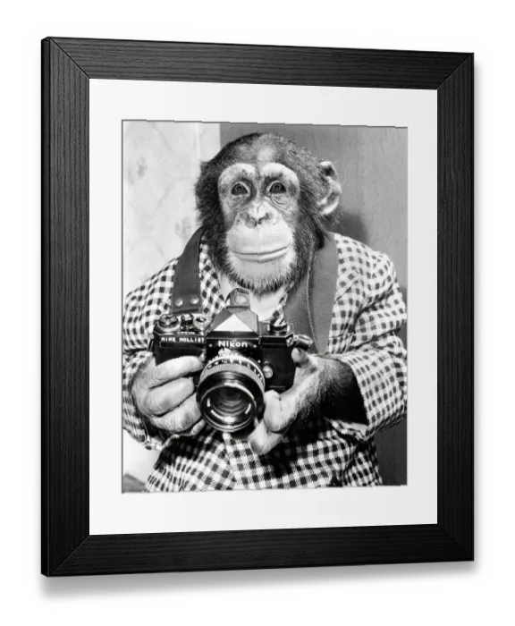 Framed Print : A chimp takes a photo Framed Print : A chimp takes a photo