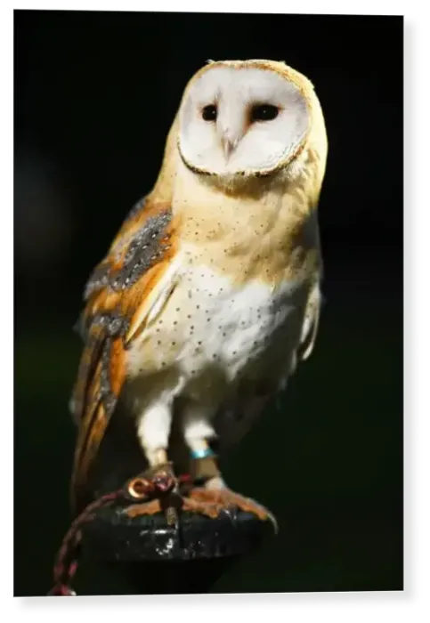 Print : Barn Owl Print : Barn Owl