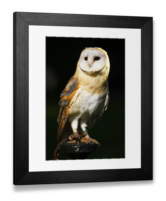 Framed Print : Barn Owl Framed Print : Barn Owl