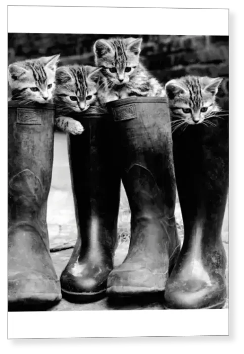 Print : Puss in Boots Print : Puss in Boots